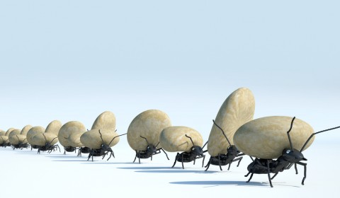 concept work, team of ants moving stones